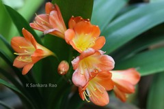 Clivia miniata